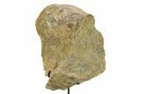 Fossil Dinosaur Pelvic Bone Section w/ Metal Stand - South Dakota #294899-1
